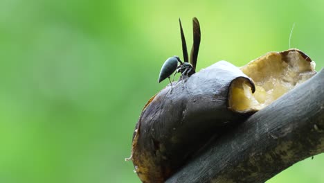 close up shot of black wasp eating banana on tree branch