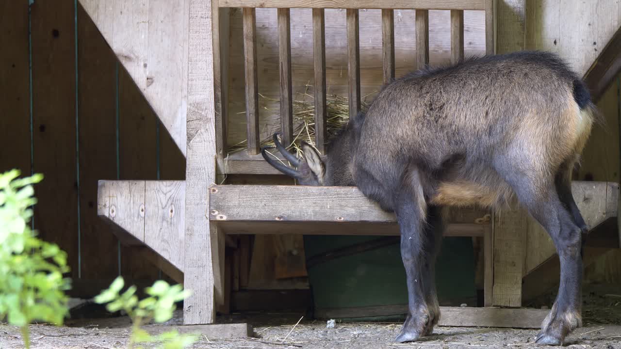 화창한 날 헛간에서 빨대를 먹는 귀여운 샤무아의 클로즈업 샷