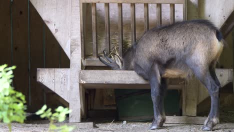 Close-up-shot-of-cute-chamois-eating-straw-inside-barn-during-sunny-day