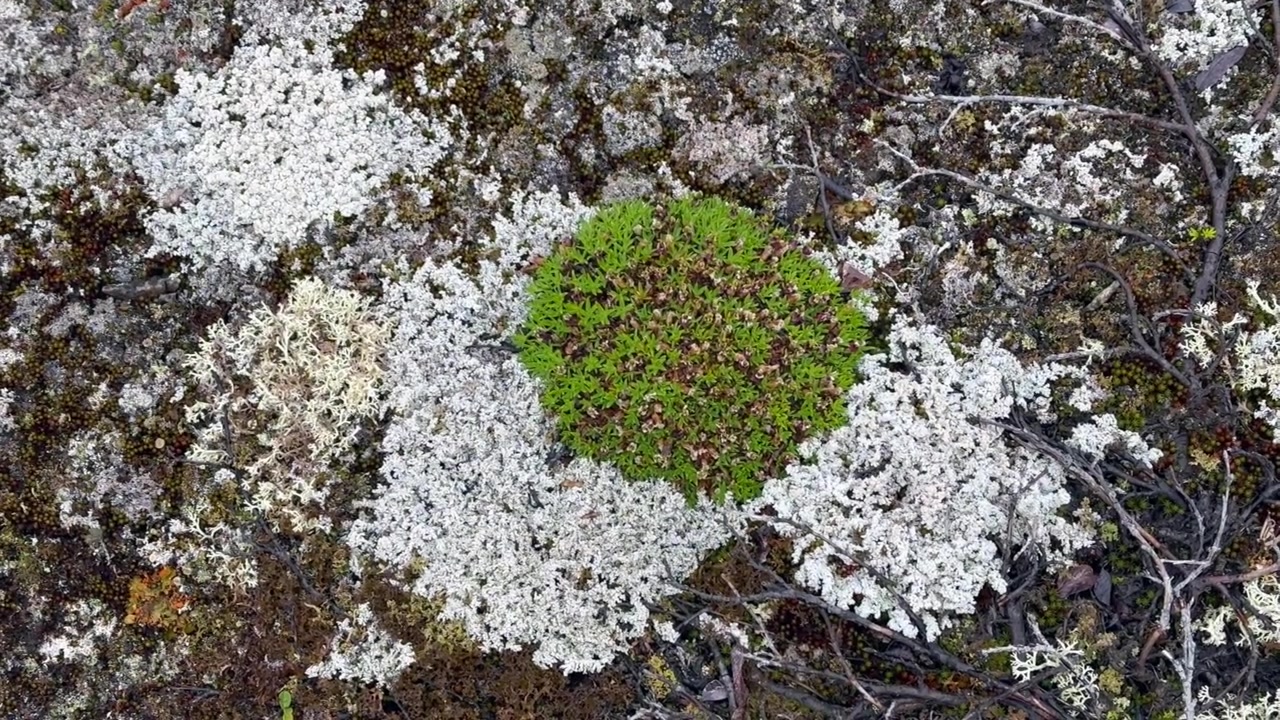Licheni e muschi sull'Isola dell'Orso a Scoresbysund, Groenlandia