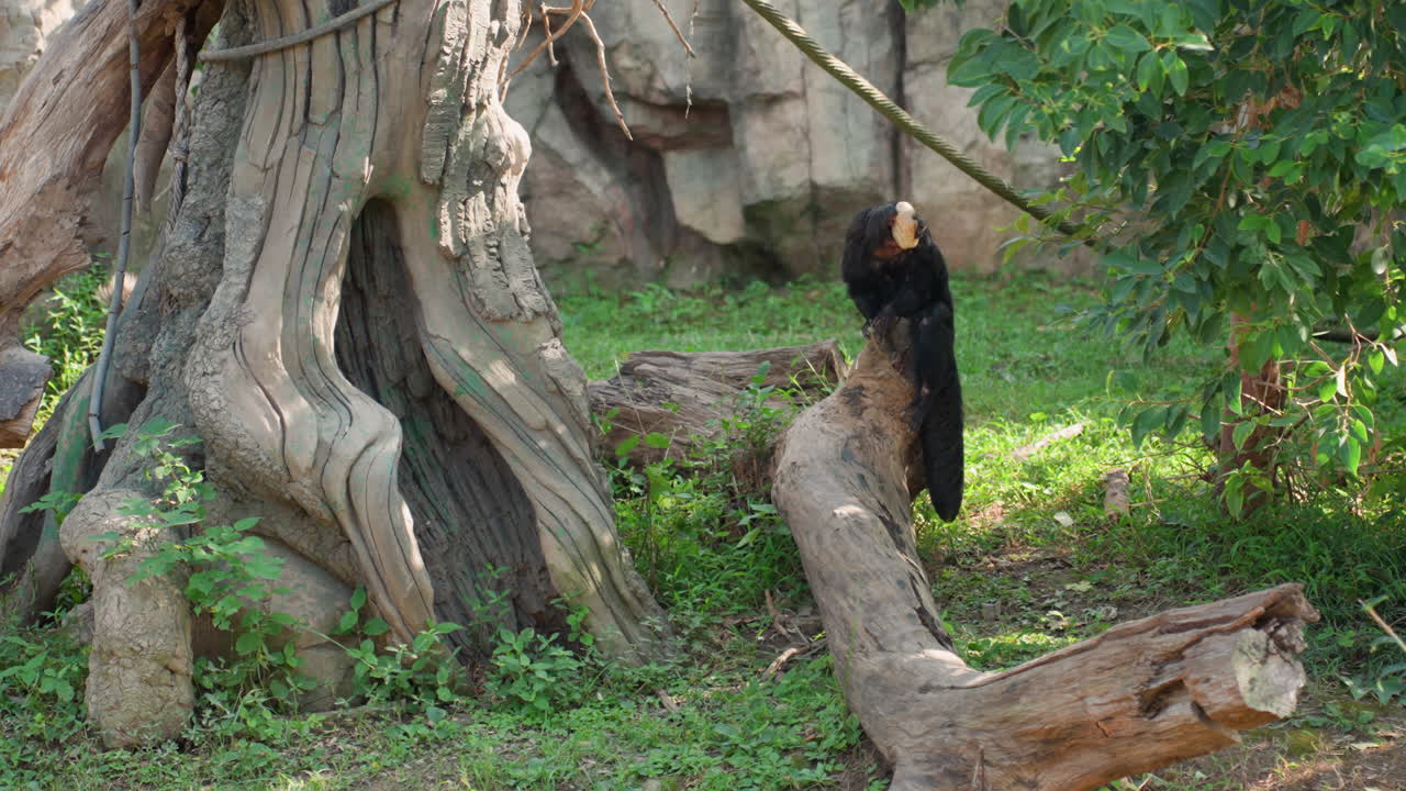 Curioso orso nero in piedi su un tronco vicino a un ceppo d'albero nodoso, che sbircia in una cavità sotto la luce solare filtrata, un lussureggiante fogliame verde circonda la scena, movimenti lenti e deliberati suggeriscono un giovane esploratore in cerca di cibo
