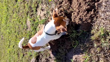 jack russell digging in grass looking for moles