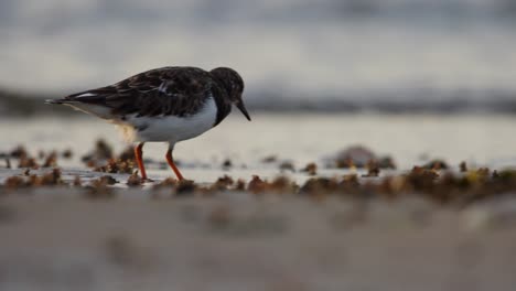 ruddy turnstone arenaria interpres caca mientras se alimenta en la playa, de cerca