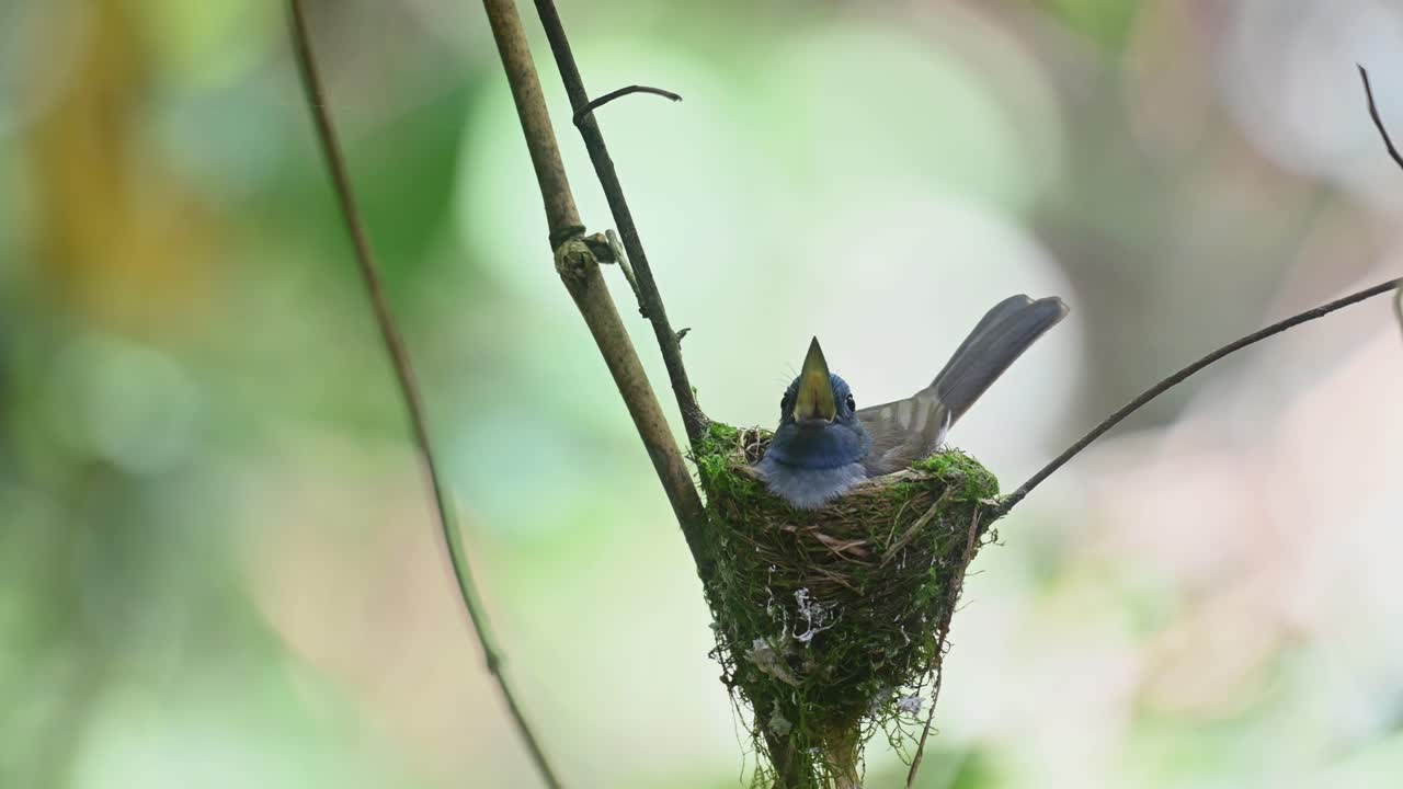 papamoscas azul de nuca negra, hypothymis azurea, kaeng krachan, tailandia