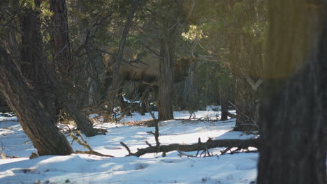 wild elks grazing behind trees at mather campground