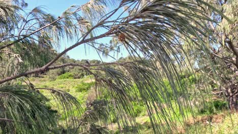 vegetación exuberante y árboles en las cabezas de nambucca