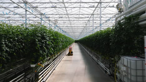 invernadero sin fin de tomates, movimiento rápido hacia adelante vista