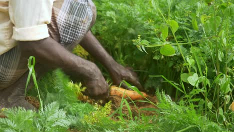 closeup of a village farmer harvesting carrots on farmland