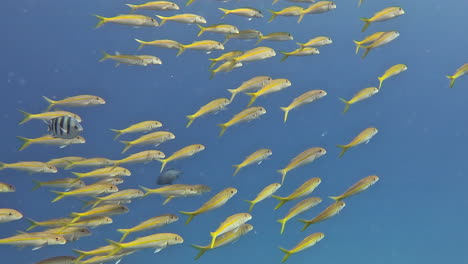 a school of fish swimming together in the red sea