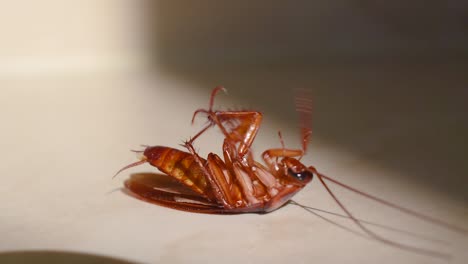 Cockroach-lying-upside-down-on-floor-in-house-and-trying-to-get-up-on-and-stand-close-up,-House-cockroach-lying-upside-down-on-floor-carpet