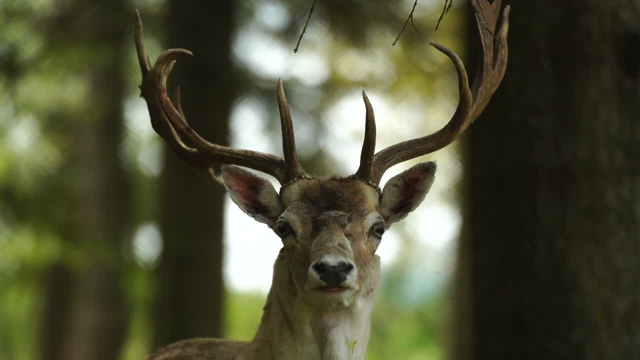 venado cola blanca con hermosos cuernos grandes mirando directamente a la cámara, primer plano