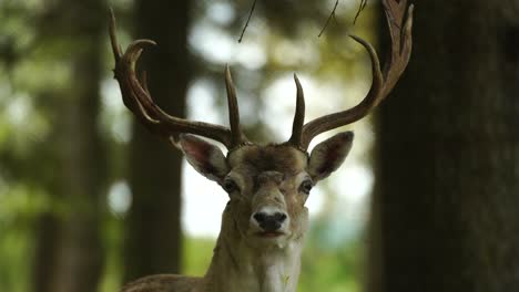 Venado-Cola-Blanca-Con-Hermosos-Cuernos-Grandes-Mirando-Directamente-A-La-Cámara,-Primer-Plano