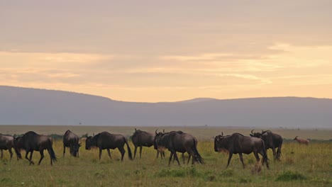 slow motion of wildebeest herd great migration in africa, walking plains under dramatic stormy orange sunset sky and savanna landscape scenery in masai mara, african safari wildlife in kenya