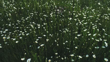 a field of daisies