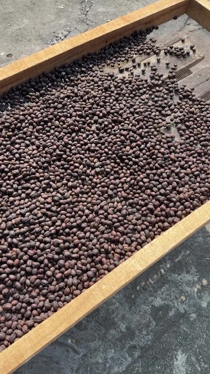 Chicchi di caffè che si asciugano su un vassoio di legno.