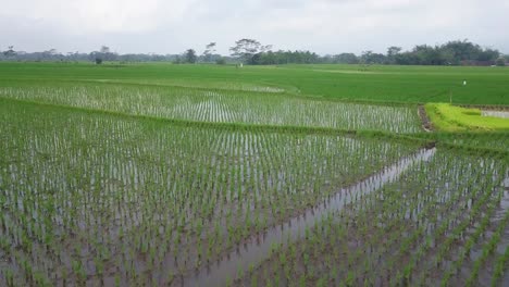 low angle drone shot of flooded rice field with young paddy plant