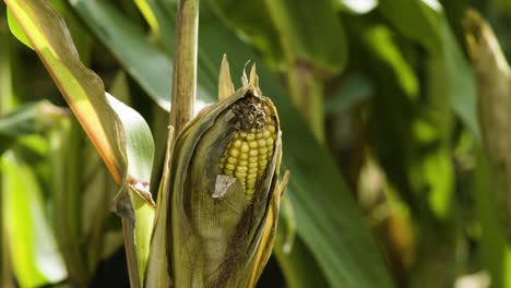 Wholesome-mature-corncob-close-up-with-leaves-blowing-in-gentle-breeze