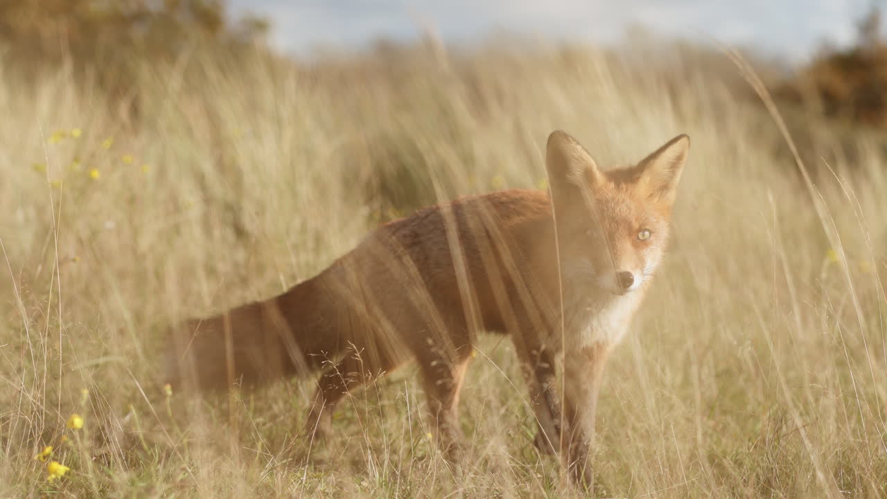 zorro rojo en un campo