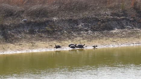 fardo de tortugas de pollo occidentales tomando el sol en la orilla del estanque enclavado entre las colinas de arena del sureste de texas en un soleado día de invierno