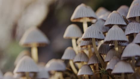 hermosos hongos, setas en el sol de la mañana