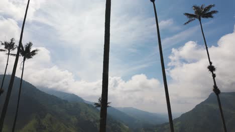 establishing large wax palm trees and colombia cocora valley on sunny day