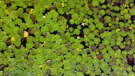 Lily-Pads-From-the-Sky-Above-|-Birds-Eye-View-Looking-Down-|-Pan-Left-to-right-|-Blooming-Flowers-|-Summer-Lily-Pads-|-Aerial-Drone-Shot-|-Loc:-Kaloya-Park,-Kalamalka-Lake,-Oyama-B