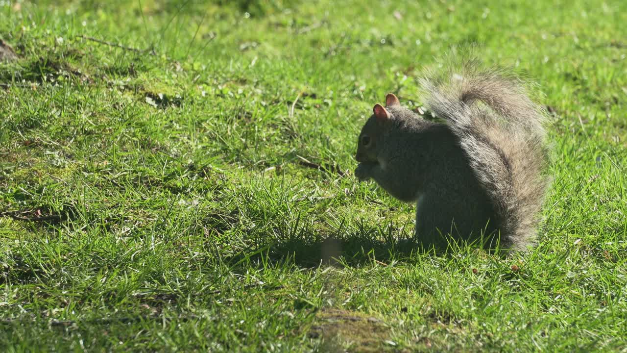 ardilla gris comiendo nueces, en un día soleado de primavera