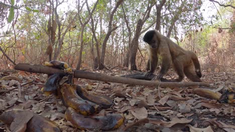 monkey grabbing eggs left by volunteers in pantanal wildfires