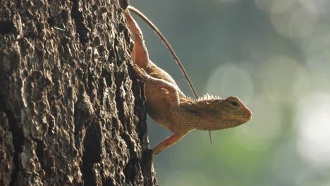 lizard in tree - relaxing - food - pry