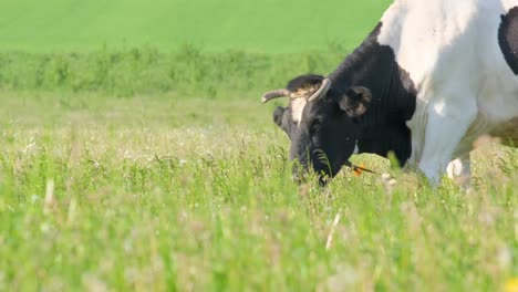 A Spotted Cow Grazes on a Beautiful Green Meadow Resting in the Meadow a Spotted Cow Grazes on a Beautiful Green Meadow Resting in the Meadow Black and White Cow Ecofarming in the Netherlands