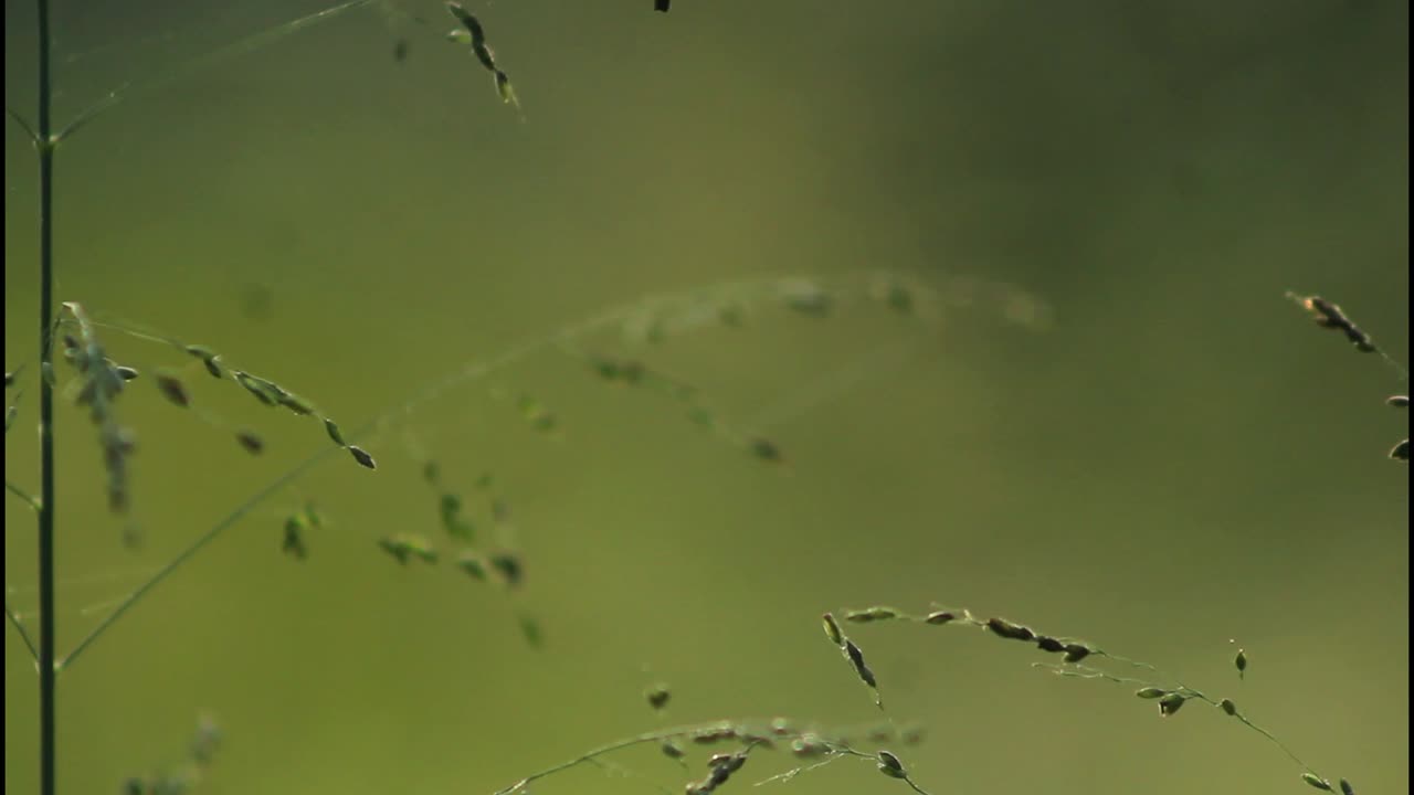 에 있는 풀 의 근접 사진