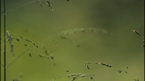 primer plano de la hierba en un campo