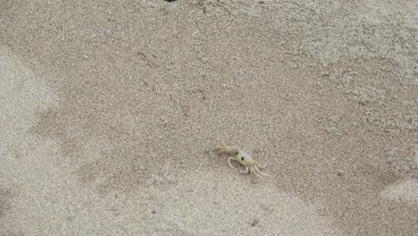 Sand-Crab-frozen-in-place-on-Sandy-Beach-near-its-Layer