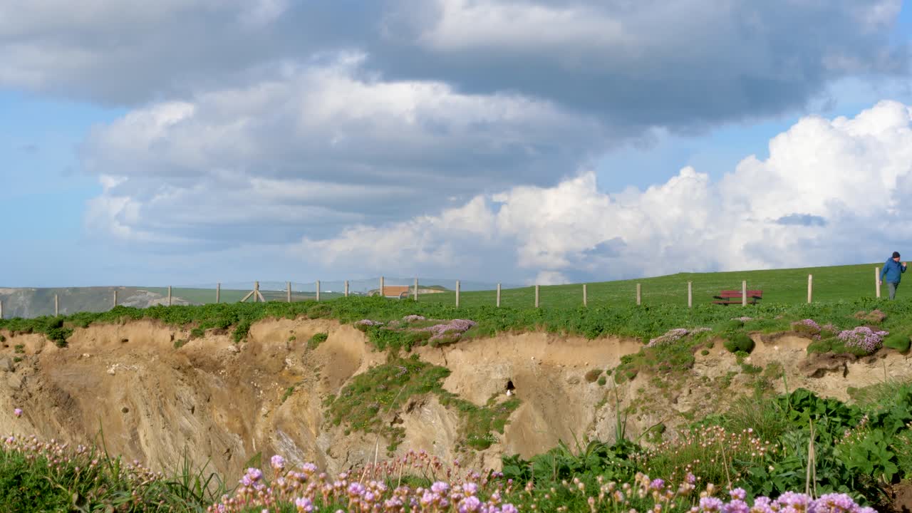 A dog walker takes a leisurely stroll along the breathtaking cliffside of Cornwall. The lush greenery blends with vibrant flowers, creating a serene atmosphere of natural beauty and tranquility.