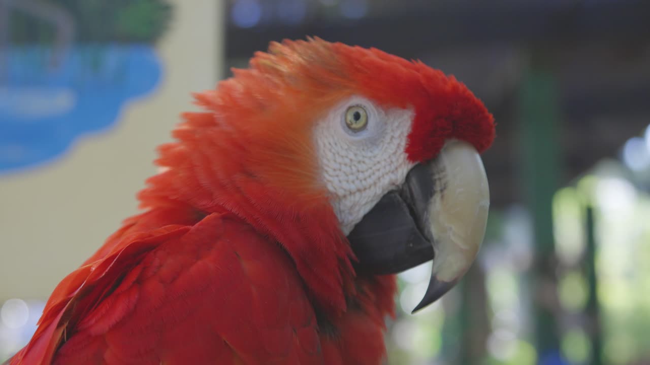 retrato de perfil de guacamayo rojo y verde mirando a la cámara cinematográfica