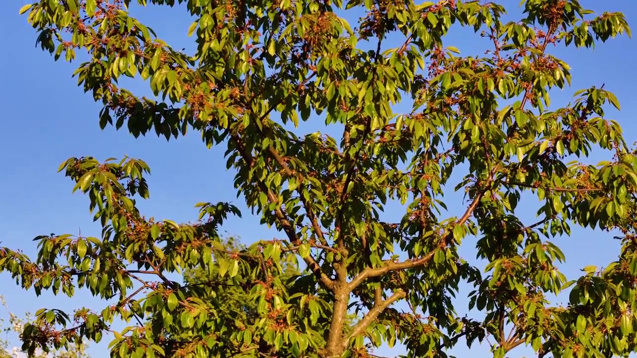 Etapas de crecimiento y ciclo de vida de un árbol frutal; abundante follaje verde meciéndose en los primeros meses de otoño después de que las flores hayan caído del árbol.