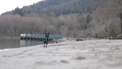 Verschiedene-Aufnahmen-Eines-Kleinen-Schwarzen-Hundes-In-Blauem-Geschirr,-Der-An-Einem-Sandstrand-Am-Pazifischen-Ozean-In-Burnaby,-British-Columbia,-Kanada,-Herumläuft-Und-Spielt