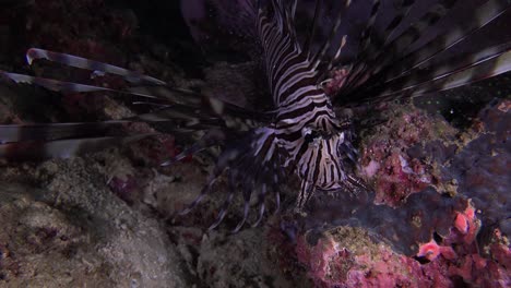 common lionfish  facing camera close up at night