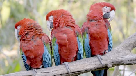 Grupo-De-Lindos-Guacamayos-Ara-Chloropterus-Encaramados-En-Una-Rama-En-La-Selva-De-América-Del-Sur