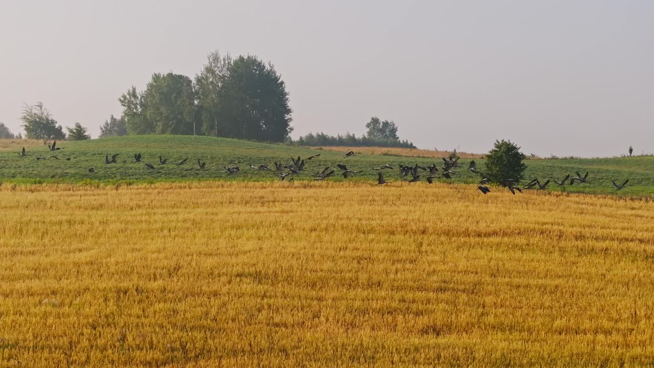 Drone shot of cranes above grain field symbolizing food scarcity and conflicts