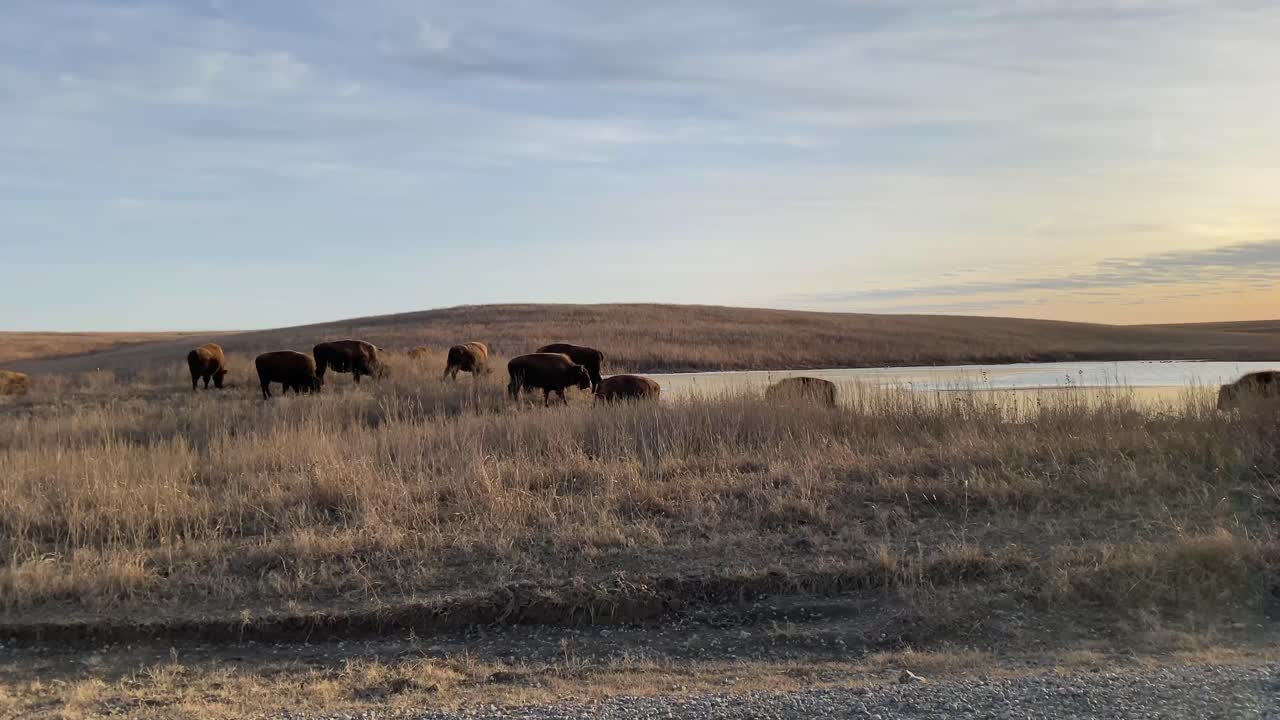 bisonte pastando en llanuras al atardecer en la reserva de oklahoma