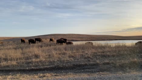 bison grazing in plains at sunset in oklahoma reservation