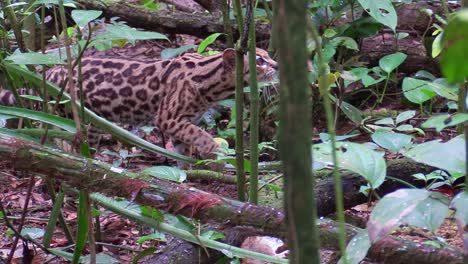 A-margay-walks-through-a-jungle-environment-3