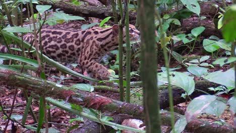 un margay camina por un ambiente selvático 3