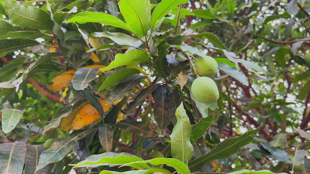 Primo piano di manghi verdi che pendono da un denso grappolo di foglie, con un misto di fogliame verde fresco e giallo che invecchia, catturando la crescita naturale in un ambiente di frutteto illuminato dal sole