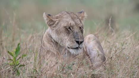 lioness  lying and dozing off, extreme close-up