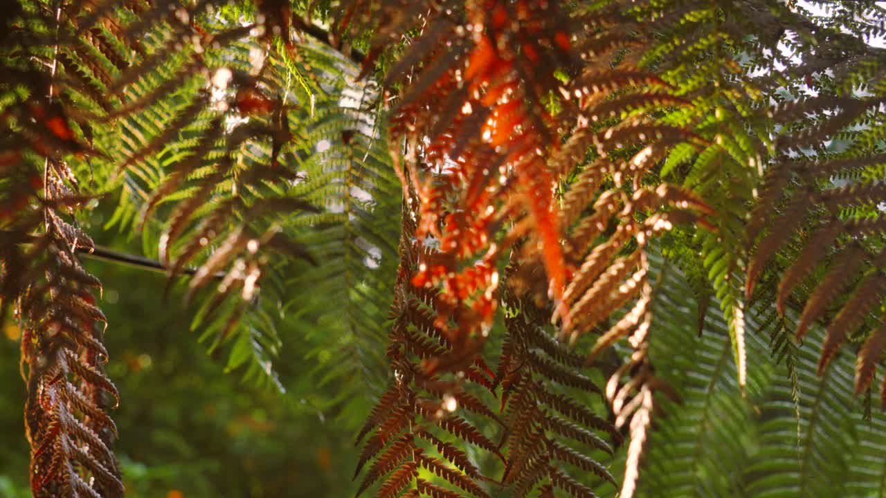 Close-up of Ferns in Sunlight