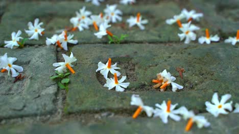 night jasmine, seuli or shefali flower is symbol flower of saradiya or durga puja festival in autumn season