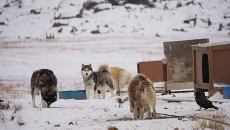 huskies comiendo carne con cuervos cerca