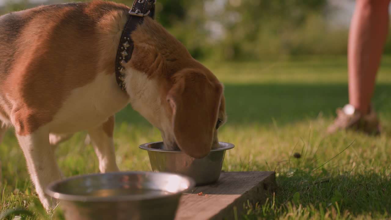cerca de dos placas de metal en la tabla como perro marrón se acerca ansiosamente para comer de ella en el jardín al aire libre soleado bajo la luz del sol cálida, con una persona ligeramente borrosa visible en el fondo